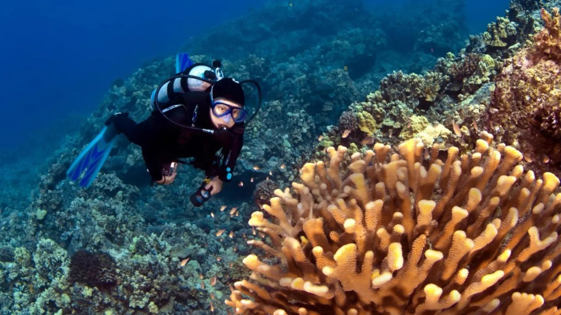 Σπίτι διακοπών Kaanapali Shores 527 Kahana