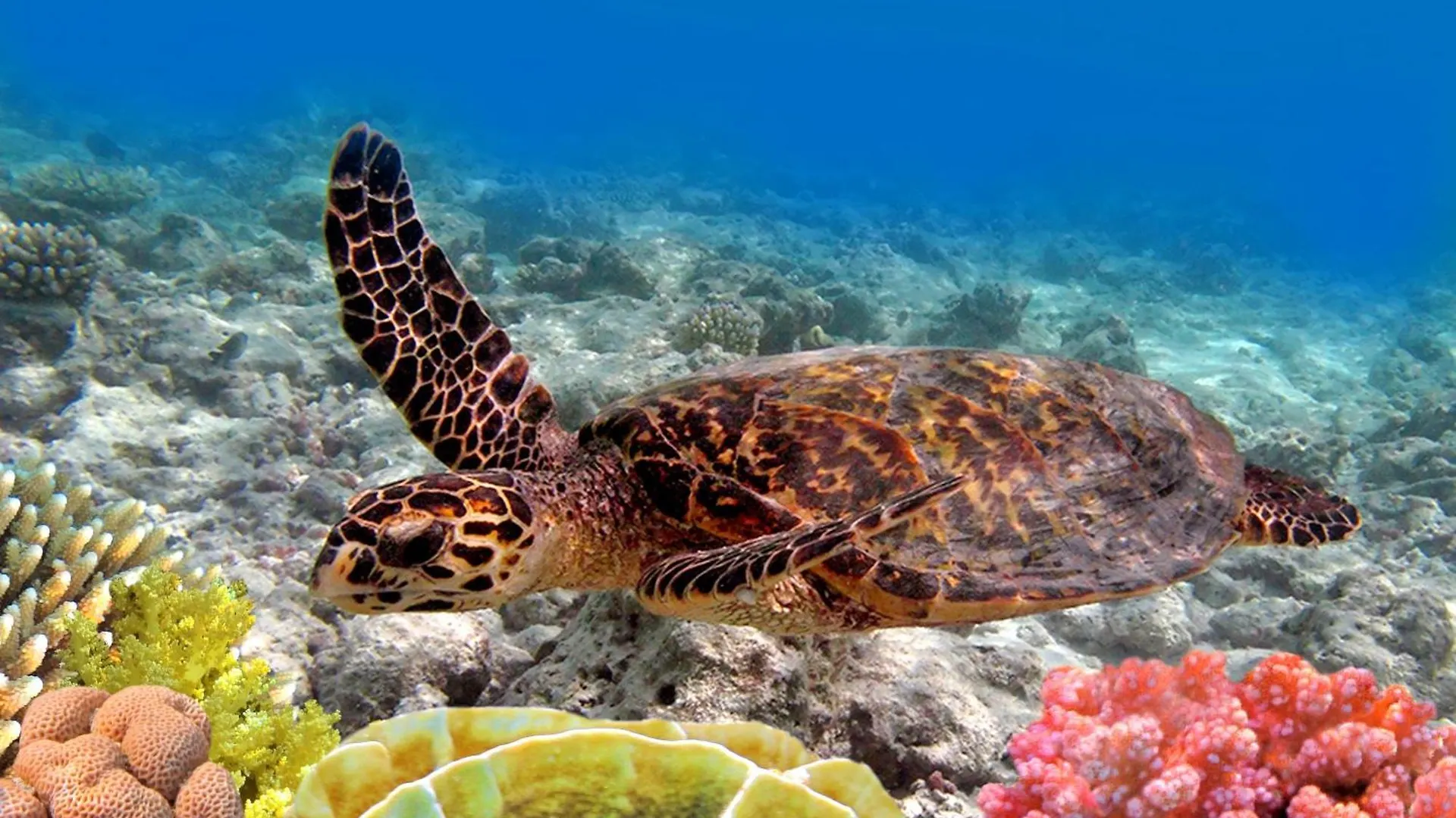 Kaanapali Shores 527 Kahana 0*,  Ηνωμένες Πολιτείες της Αμερικής